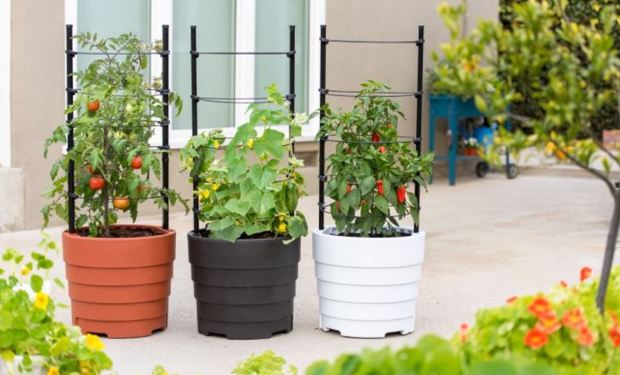 vegetable garden in apartment