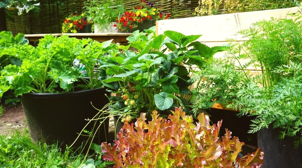 vegetable garden in apartment