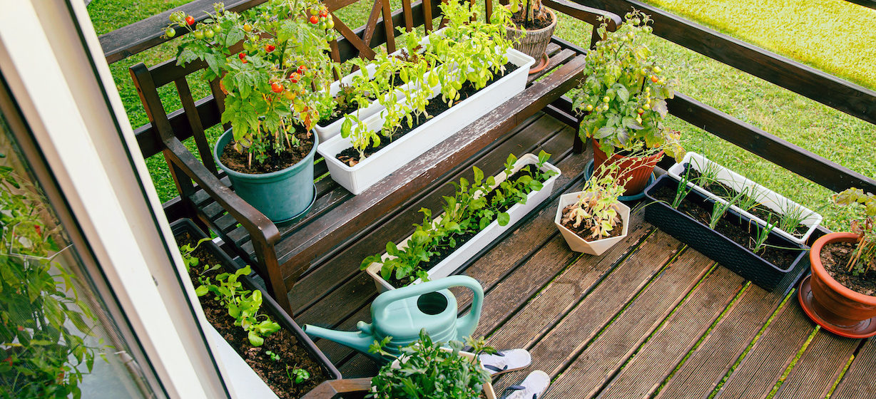 vegetable garden in apartment