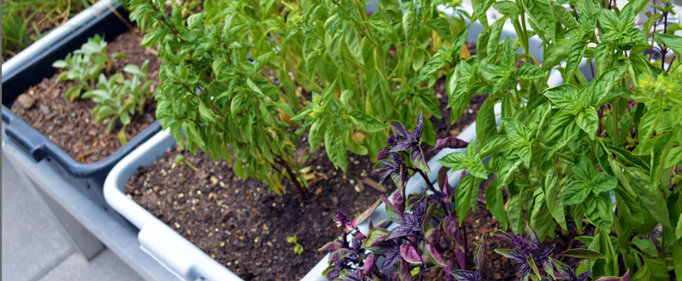 vegetable garden in apartment