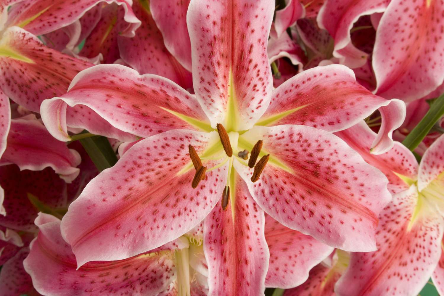 how to care for lilies