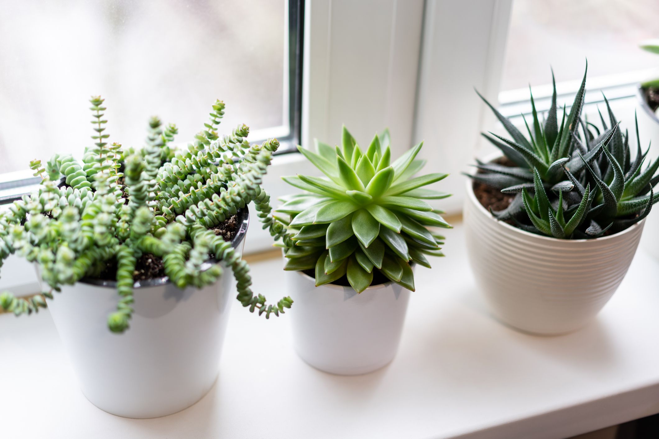 how to care for succulents