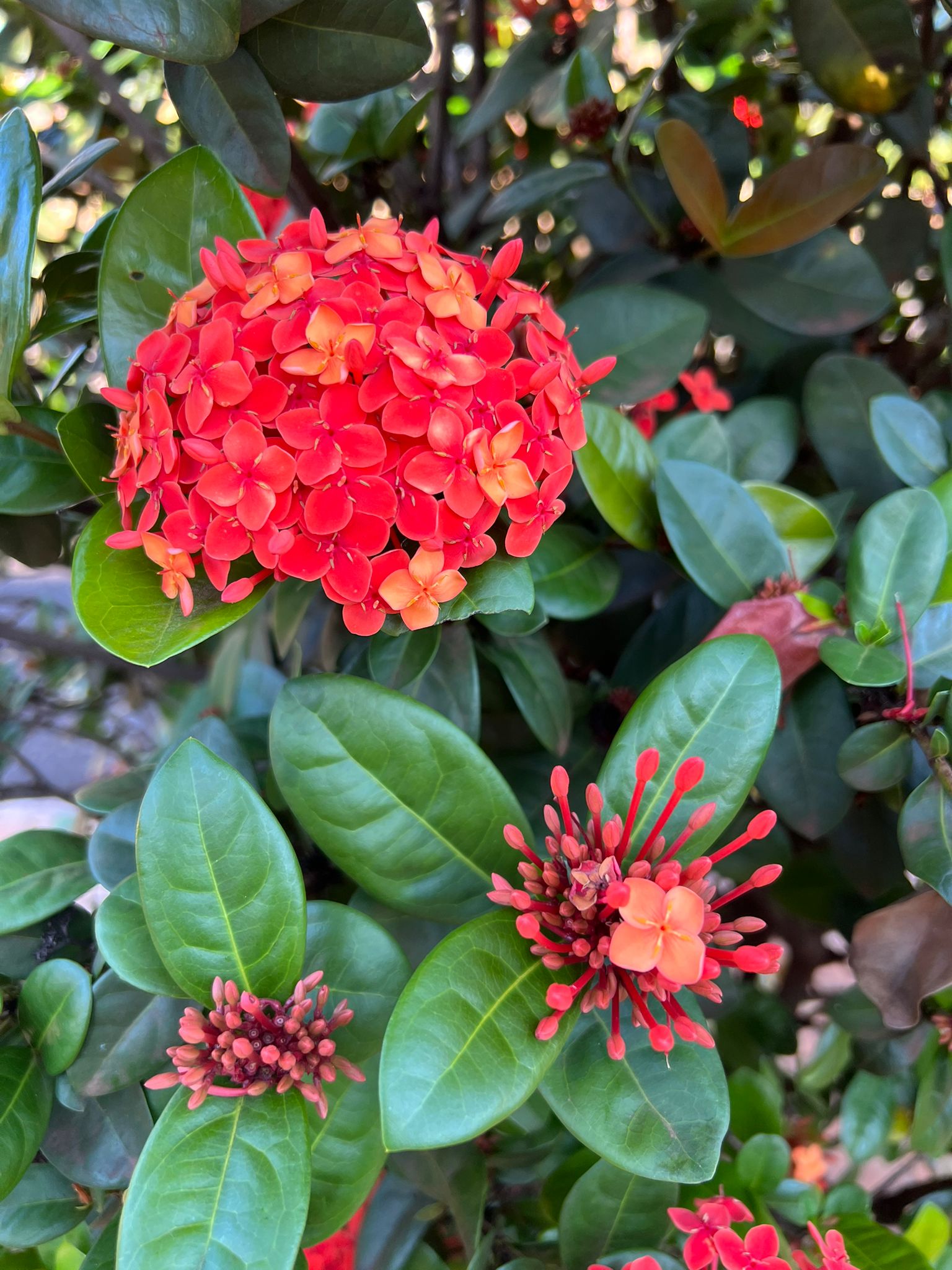 ixora