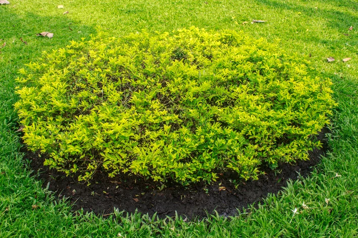 pingo de ouro como cultivar o arbusto e os principais usos