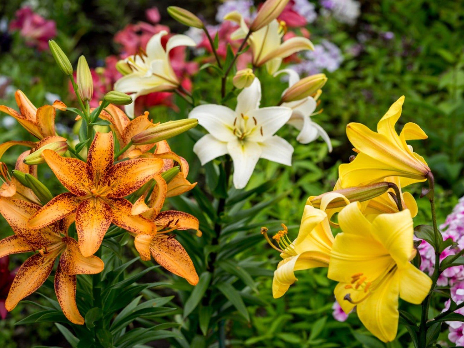 how to care for lilies