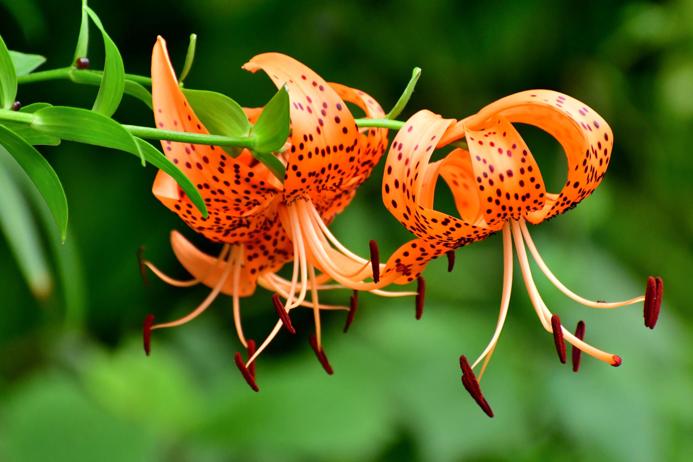 how to care for lilies