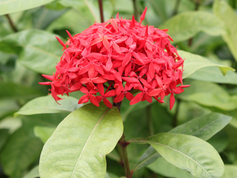 ixora