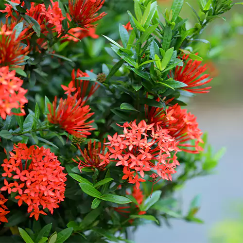 ixora