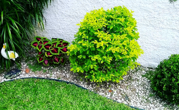 pingo de ouro como cultivar o arbusto e os principais usos