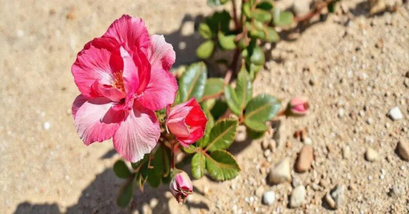 Rosa-do-deserto