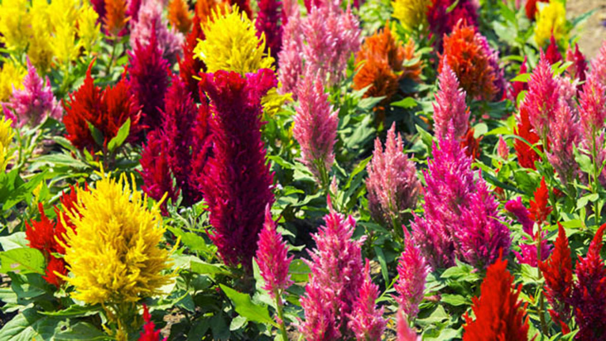 as-48-melhores-flores-para-se-ter-no-seu-jardim