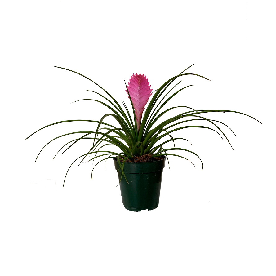 bromelia-2