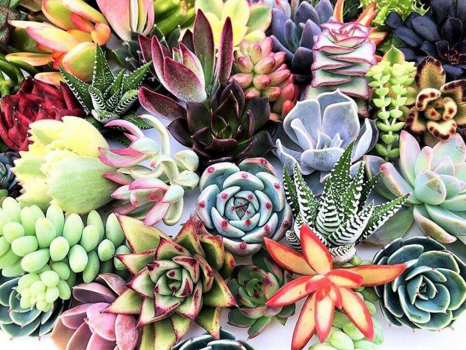 decoracao-com-suculentas-2