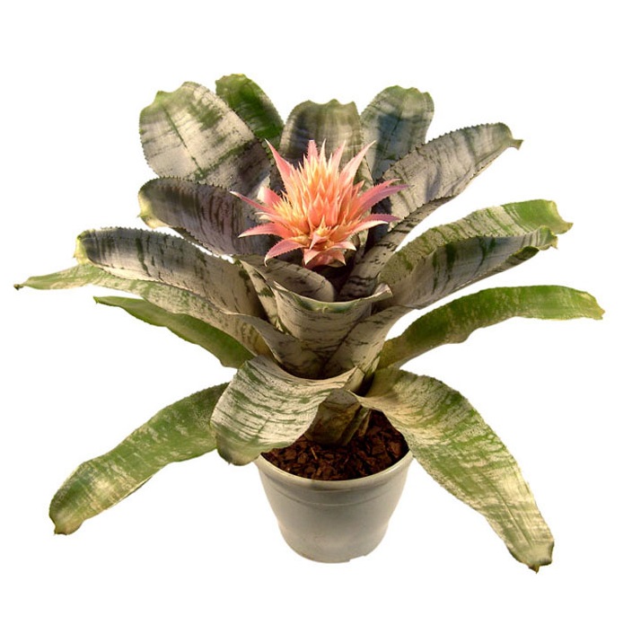 bromelia-2