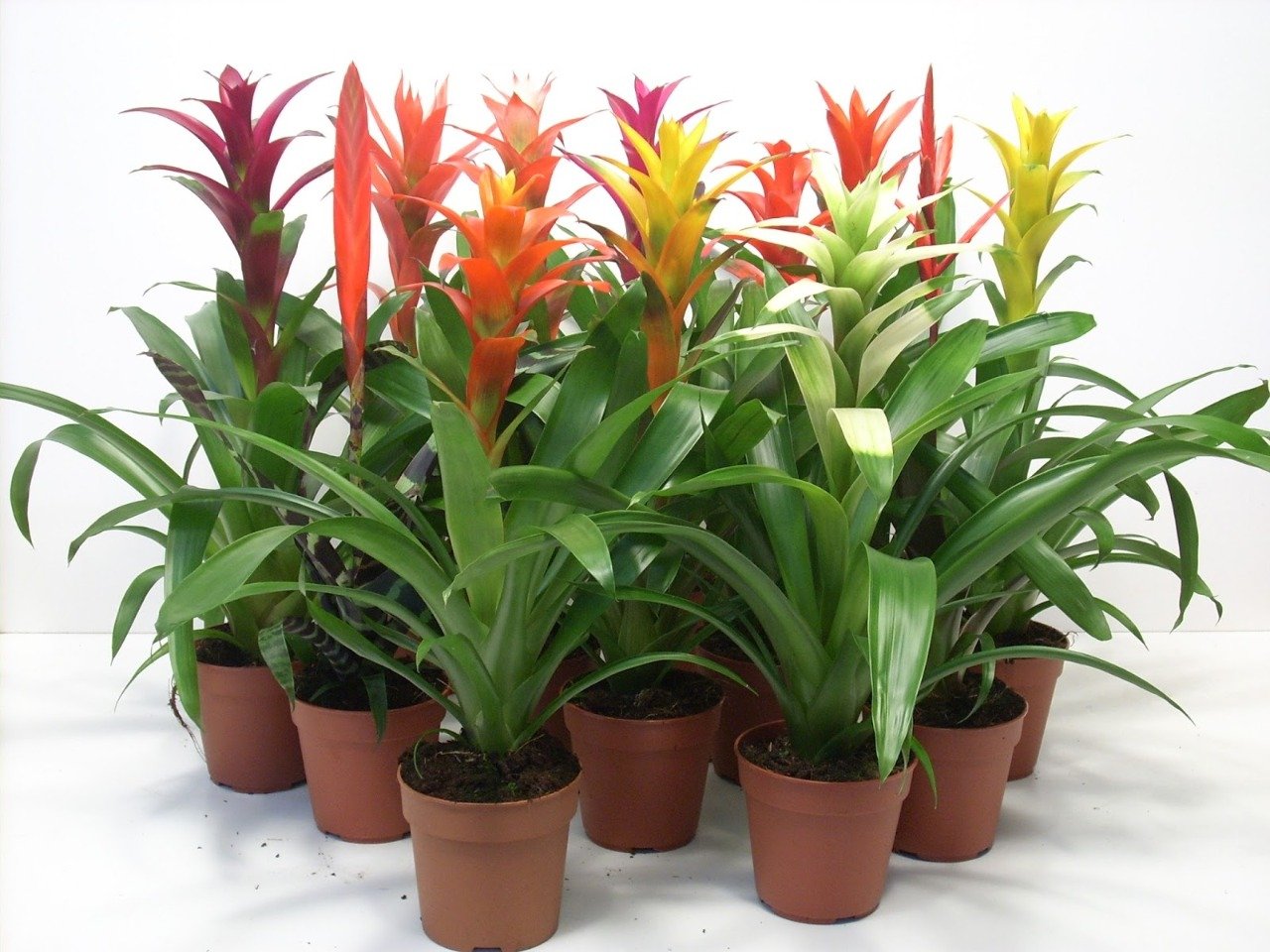 bromelia-2