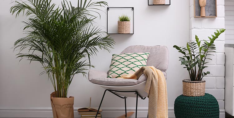 plantas-para-apartamento
