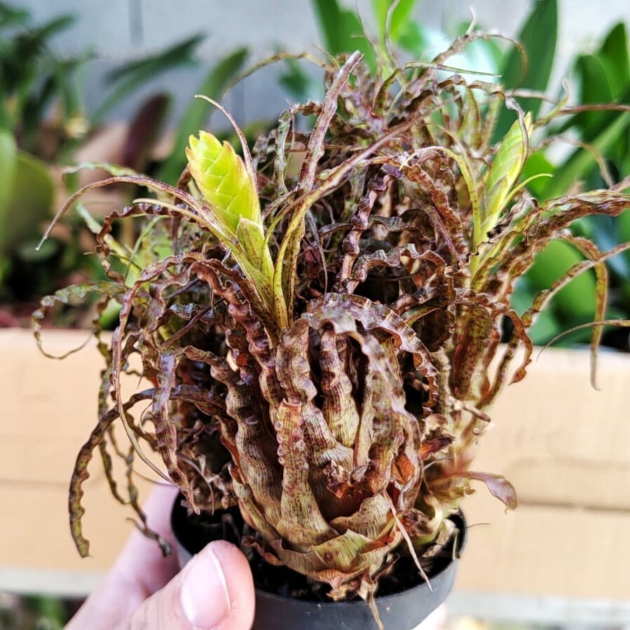 bromelia-2