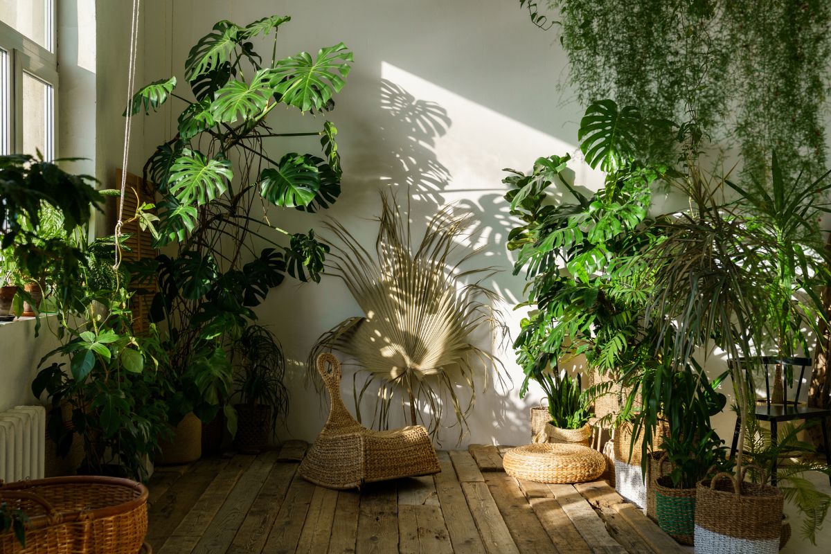 plantas-para-apartamento