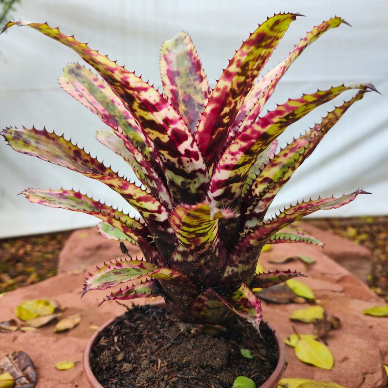 bromelia-2