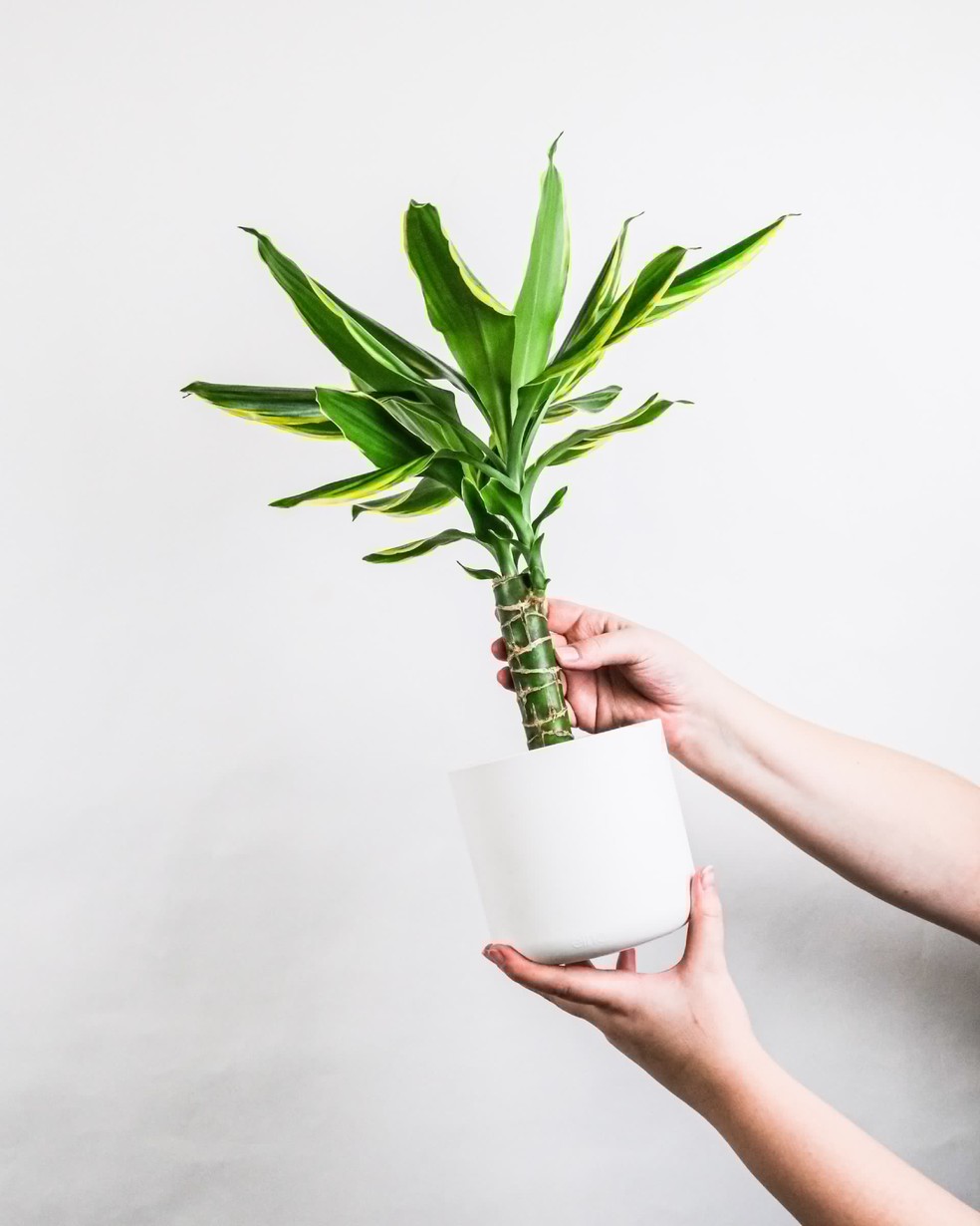 decoracao-de-apartamento-com-plantas-2