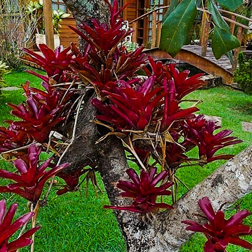 bromelia-2