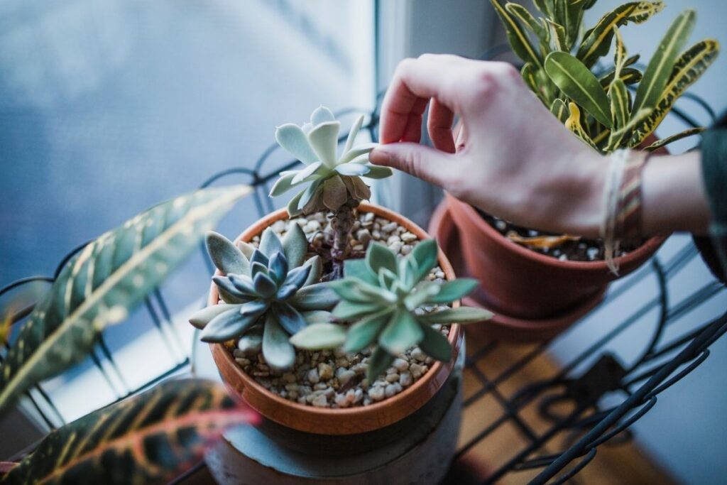 decoracao-de-apartamento-com-plantas-2