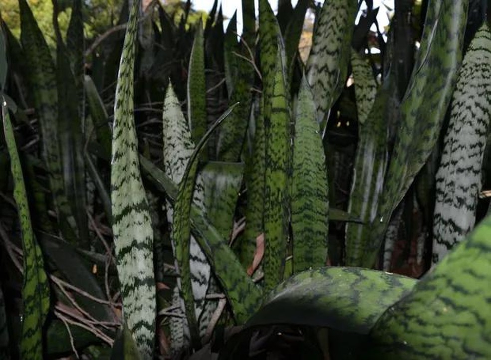 espada-de-sao-jorge-2