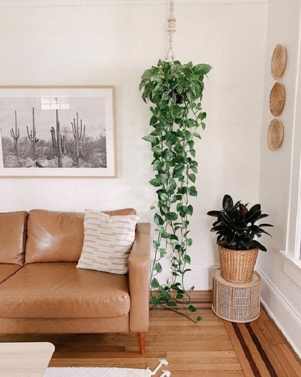 plantas-para-apartamento