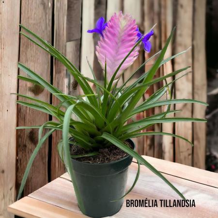 bromelia-2