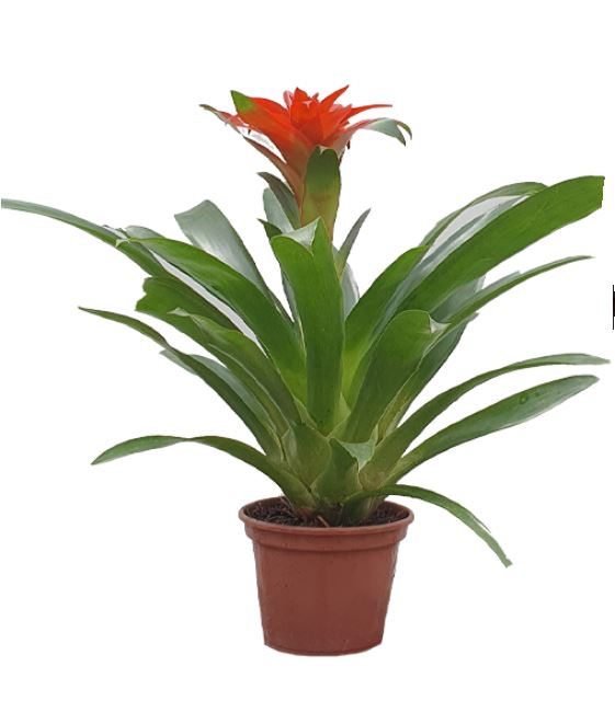 bromelia-2