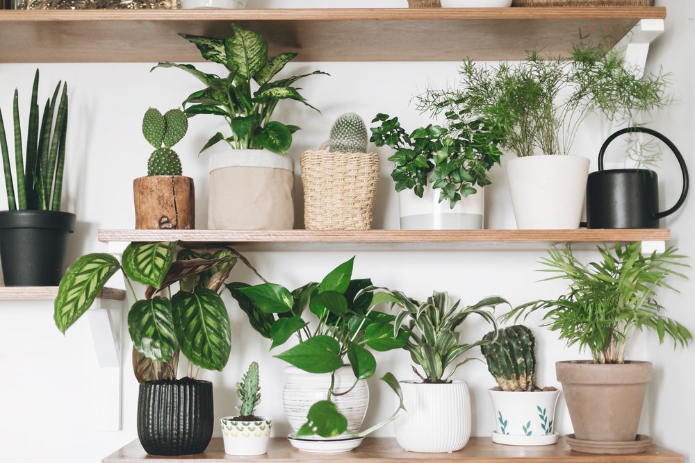 decoracao-de-apartamento-com-plantas-2