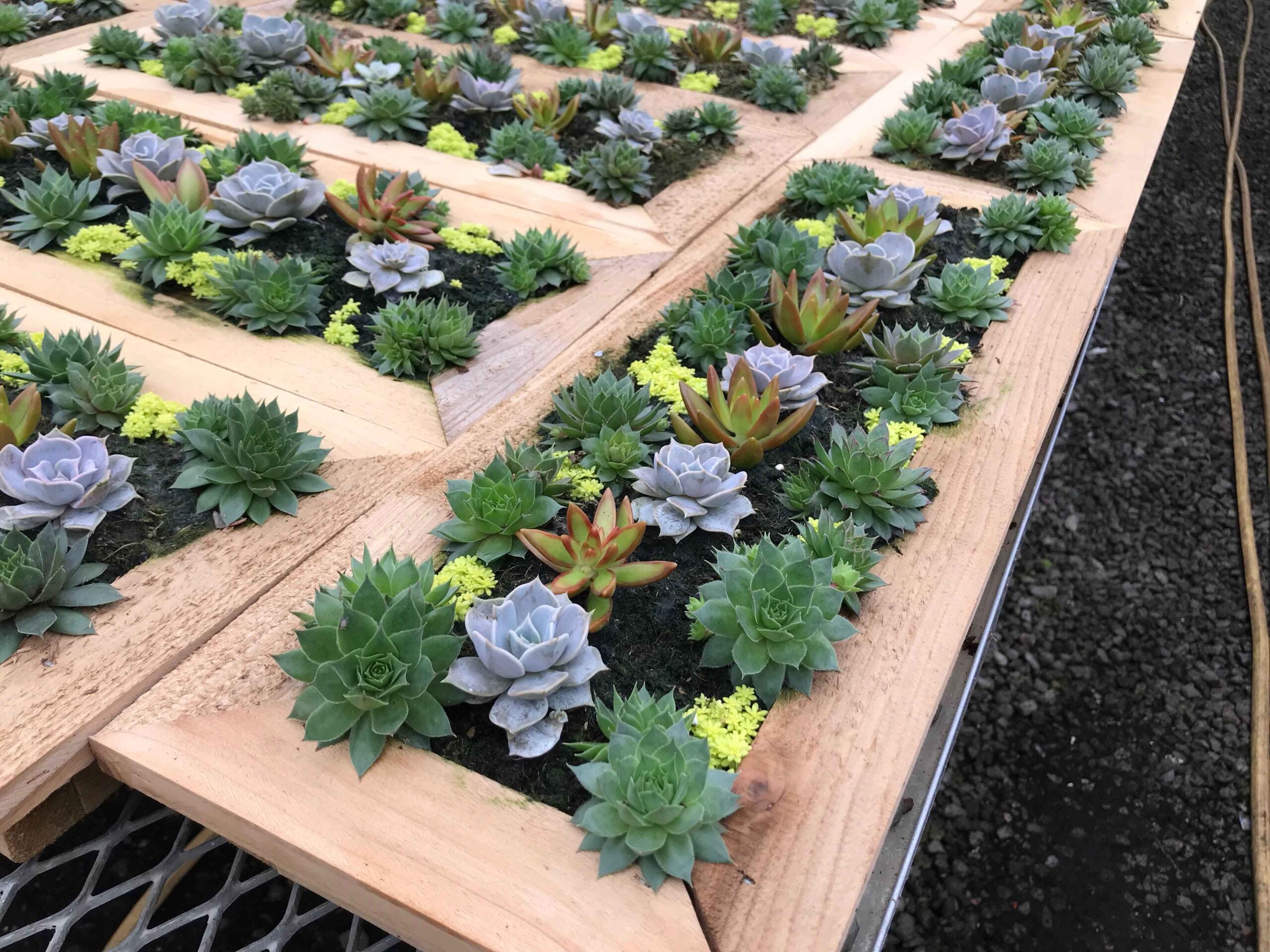 plantas-de-jardim