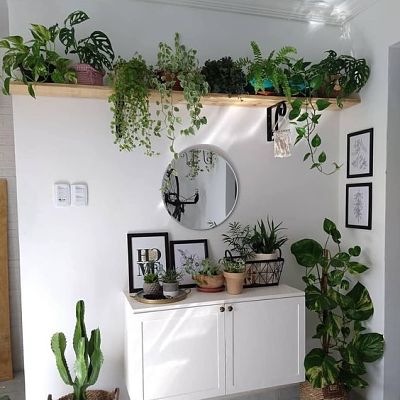plantas-para-apartamento
