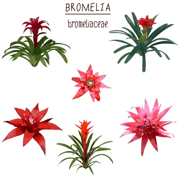 bromelia-2