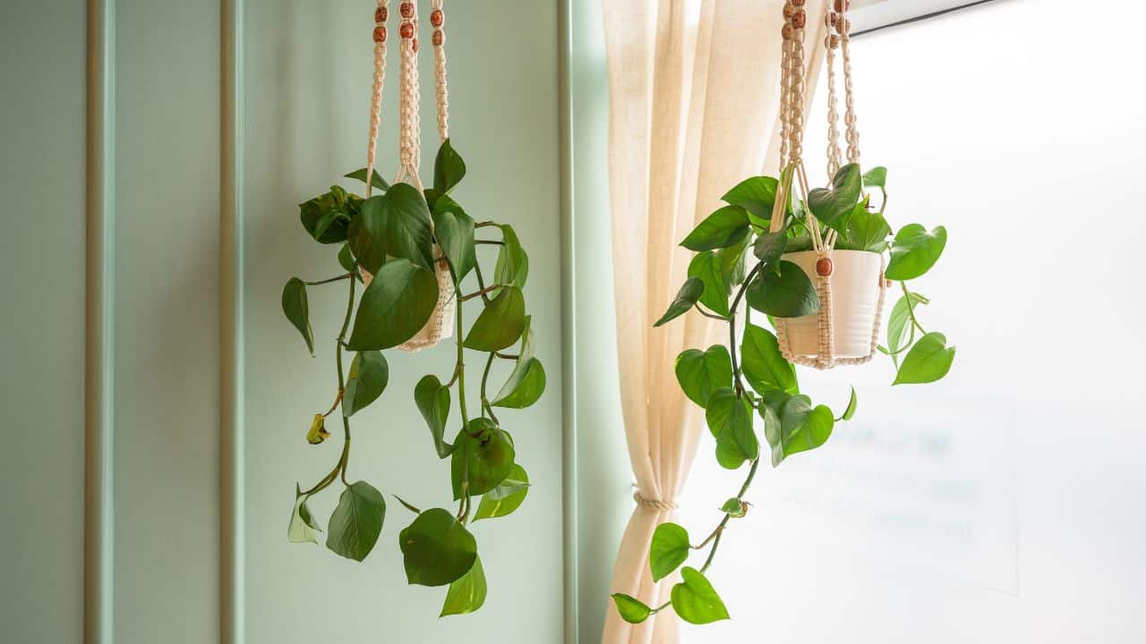 ideias-de-decoracao-com-jiboia