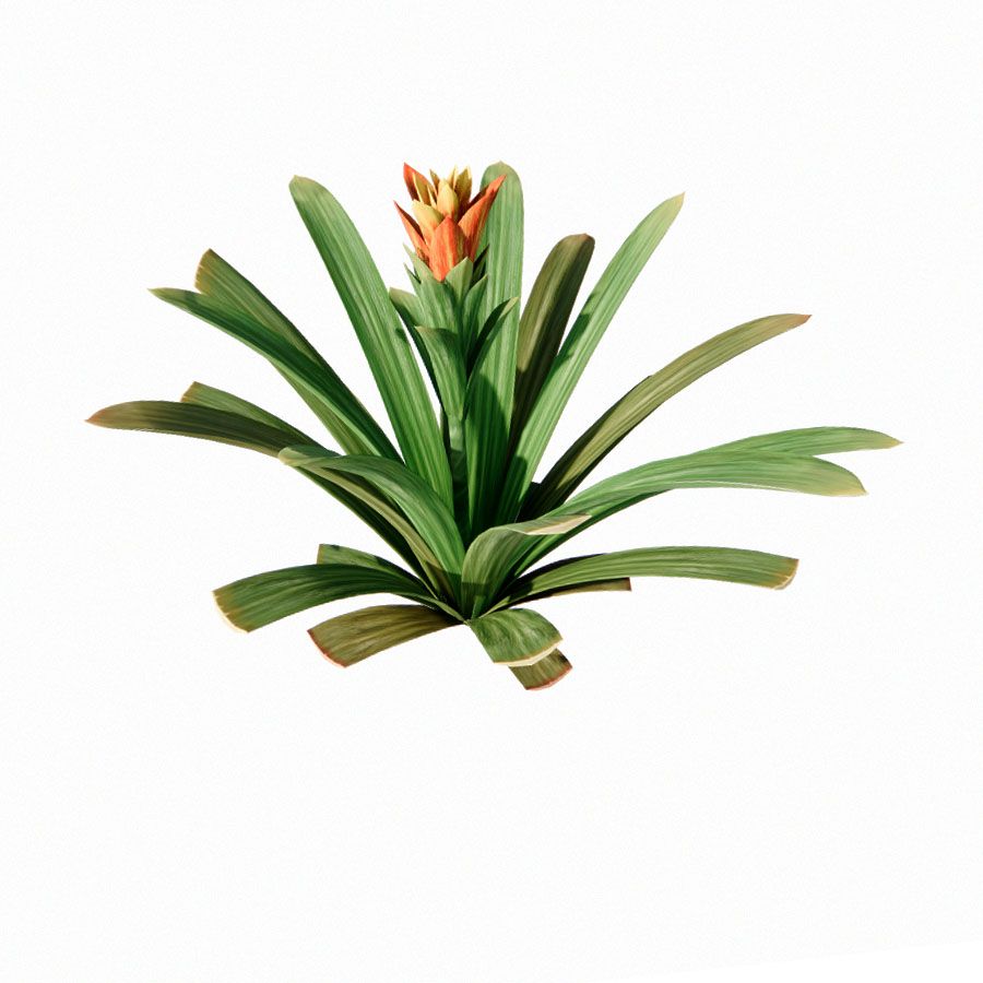 bromelia-2