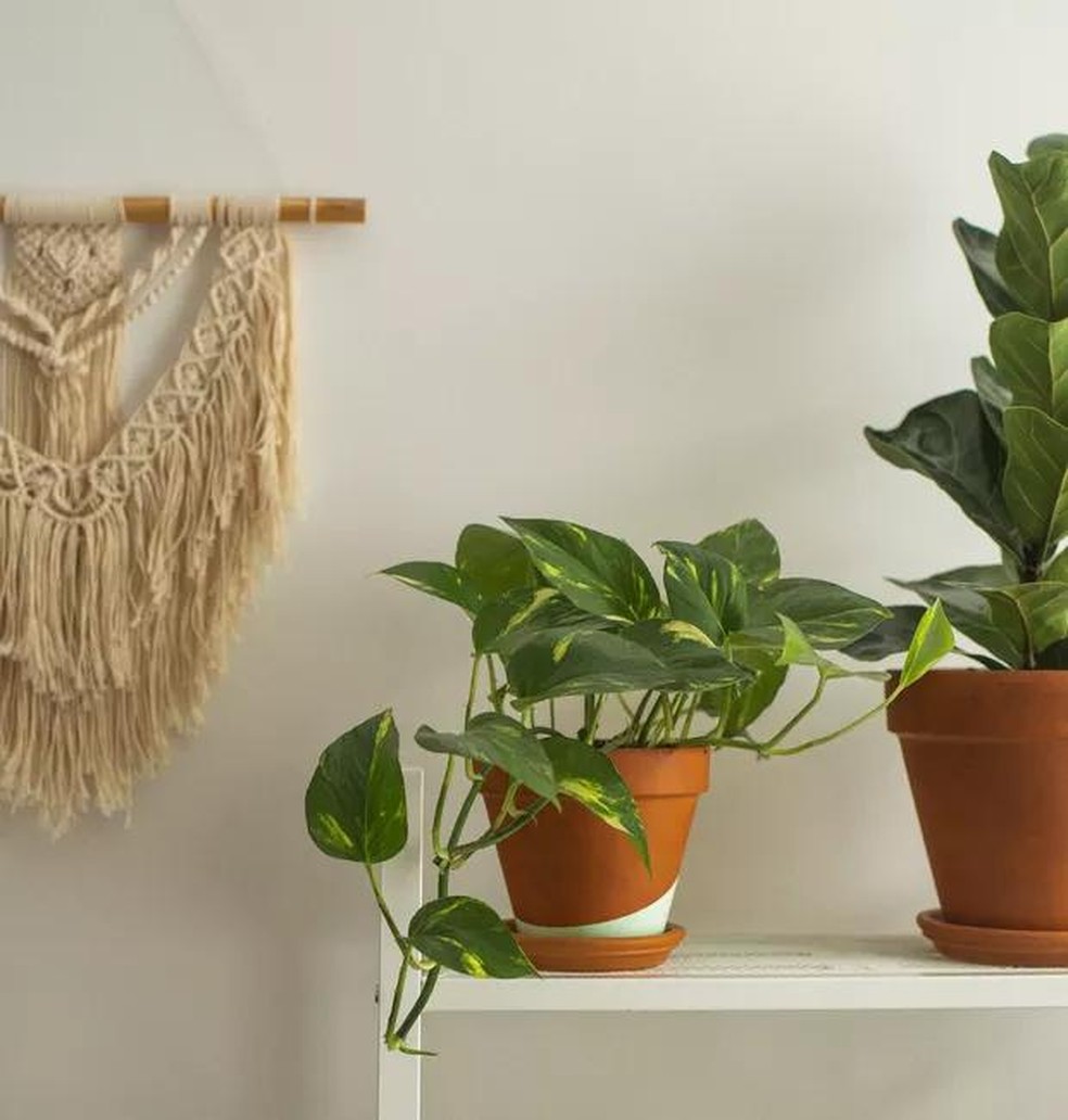 ideias-de-decoracao-com-jiboia