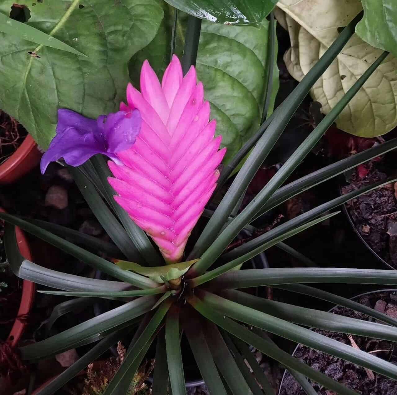 bromelia-2