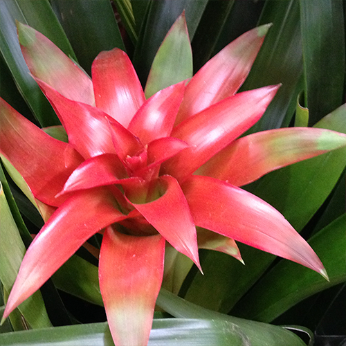 bromelia-2