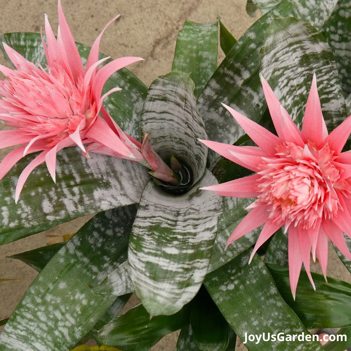 bromelia-2