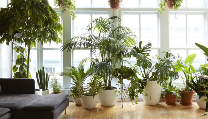 decoracao-de-apartamento-com-plantas-2
