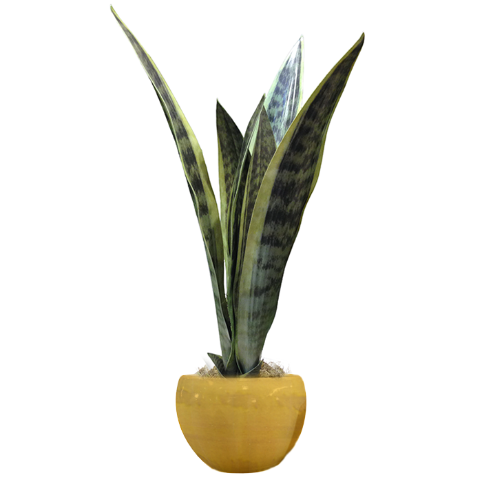 espada-de-sao-jorge-2