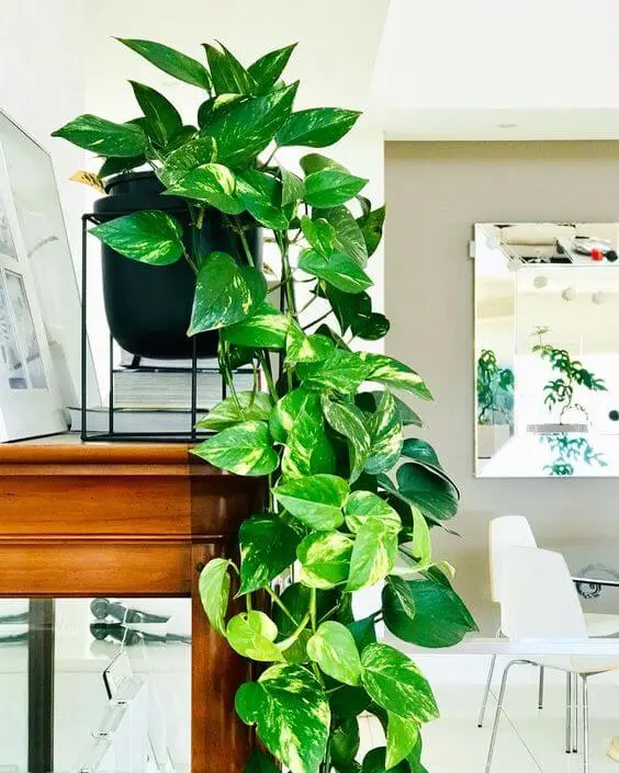 ideias-de-decoracao-com-jiboia