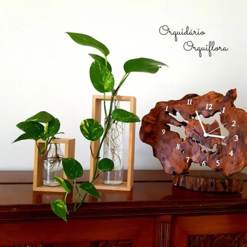 ideias-de-decoracao-com-jiboia