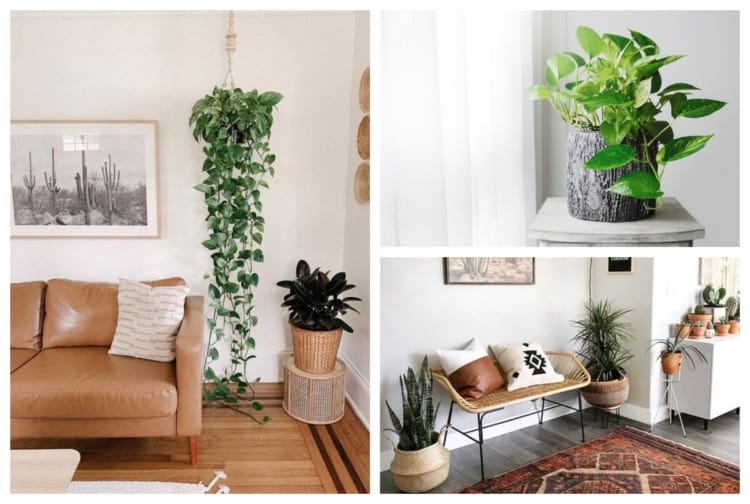 plantas-para-apartamento