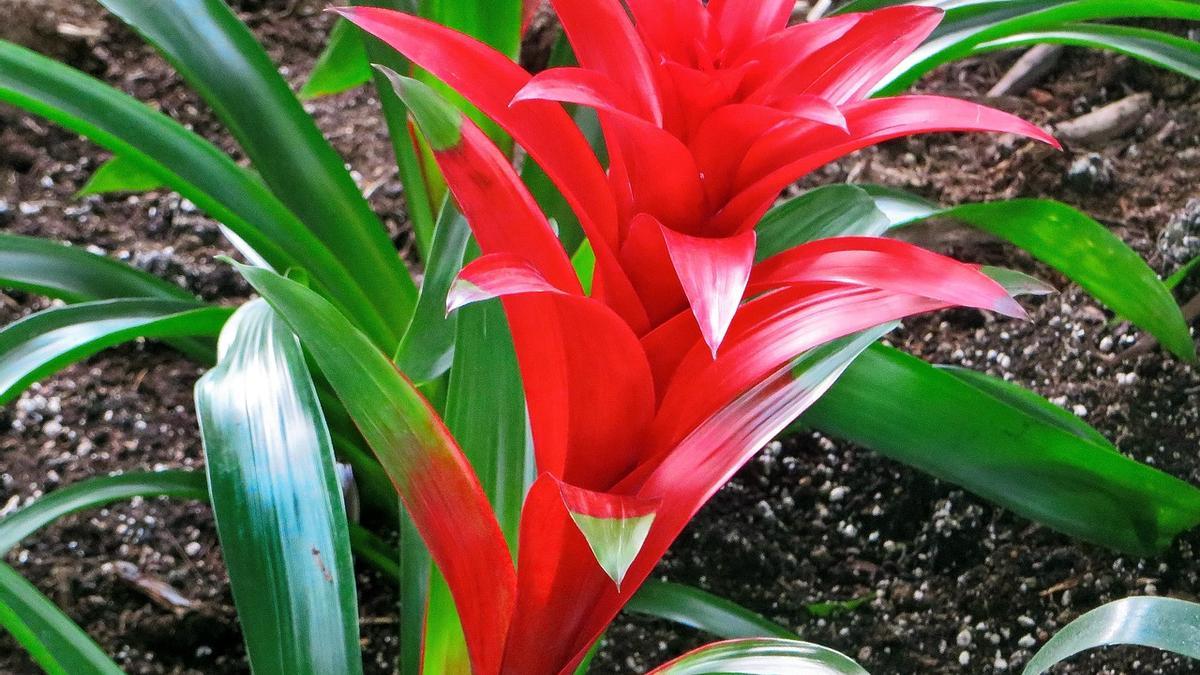 bromelia-2