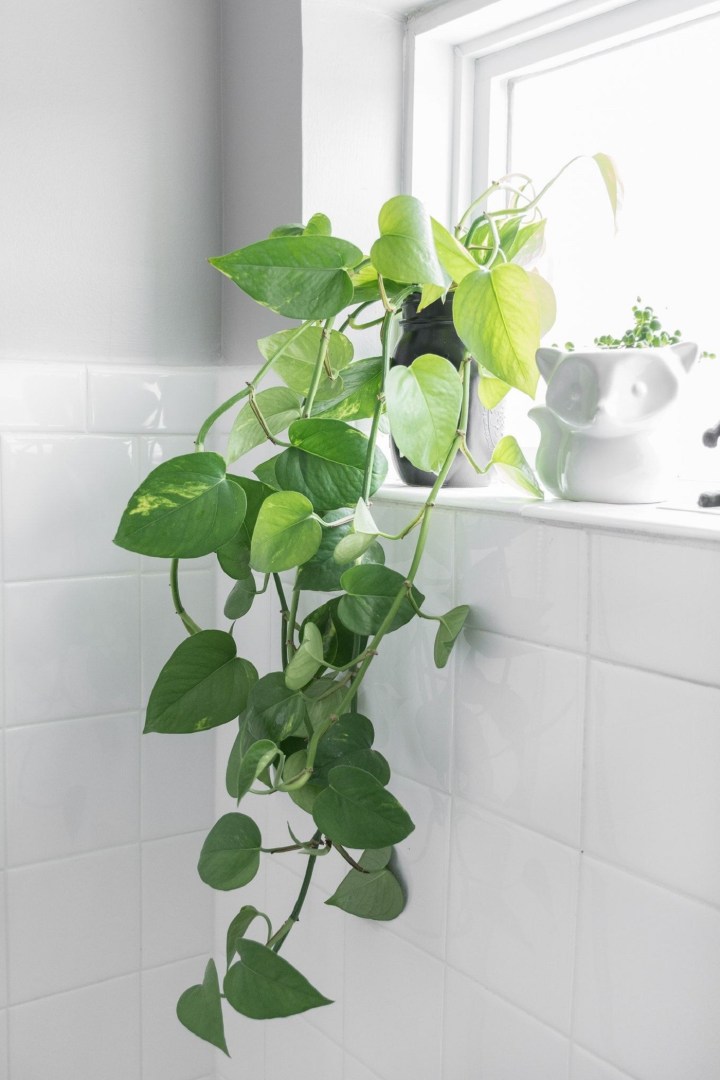 ideias-de-decoracao-com-jiboia