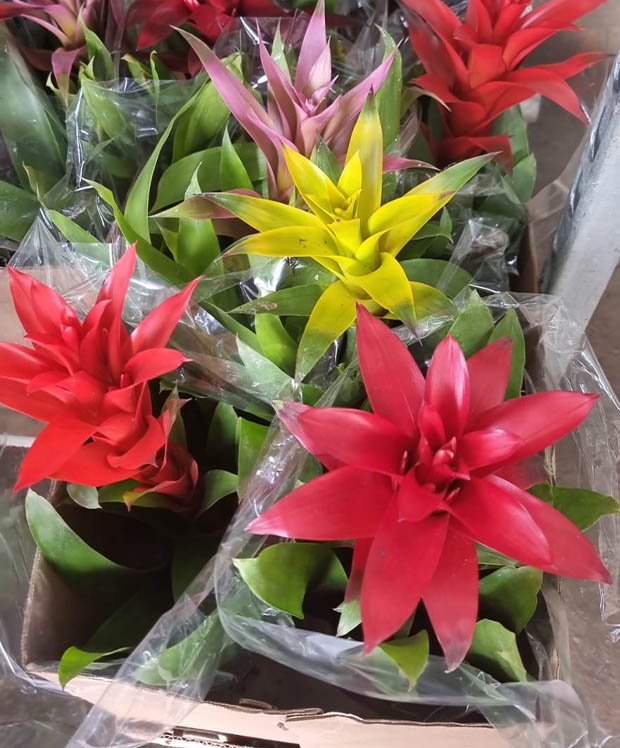 bromelia-2