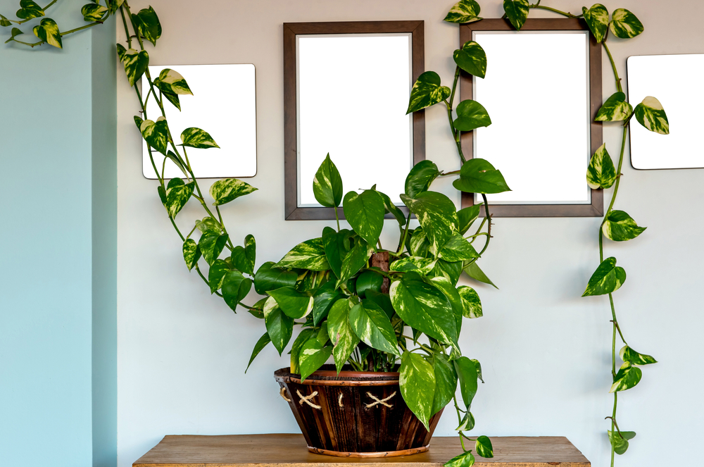 decoracao-de-apartamento-com-plantas-2