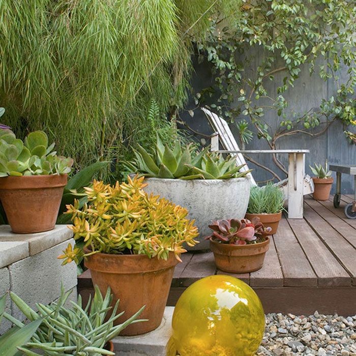 plantas-de-jardim